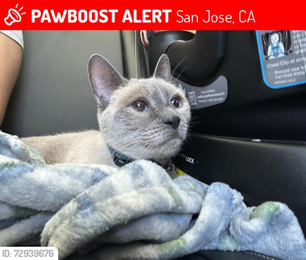 Lost Female Cat last seen River oaks parkway, San Jose, CA 95134