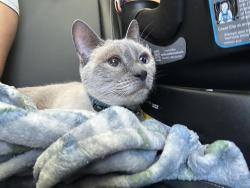 Lost Female Cat last seen River oaks parkway, San Jose, CA 95134