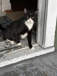 Lost Male Cat last seen E Delavan or maybe Genesee, Buffalo, NY 14215