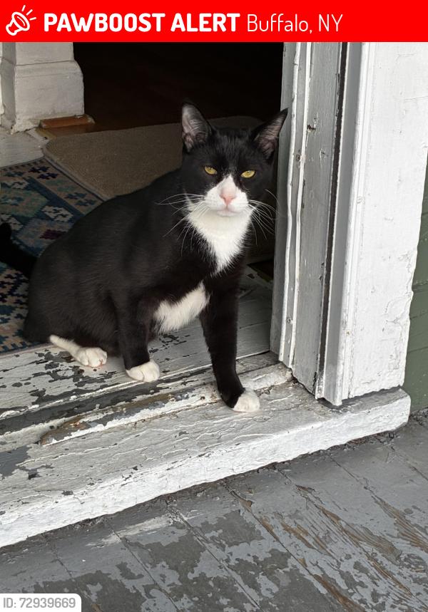 Lost Male Cat last seen E Delavan or maybe Genesee, Buffalo, NY 14215