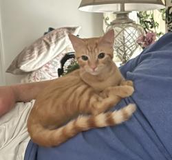 Lost Female Cat last seen Near Barker Rd Simpsonville , Simpsonville, SC 29680