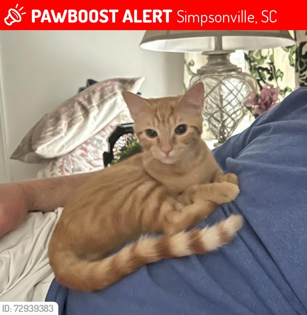 Lost Female Cat last seen Near Barker Rd Simpsonville , Simpsonville, SC 29680