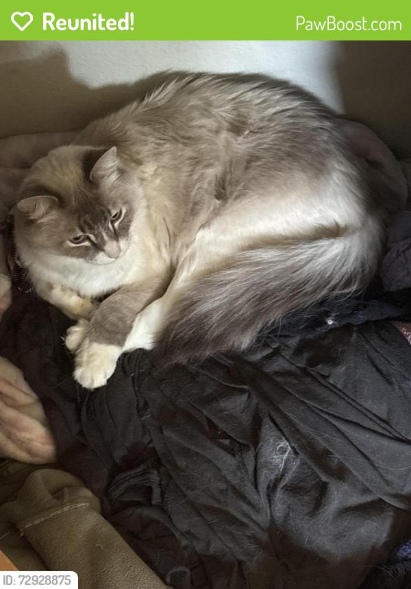 Reunited Male Cat last seen Near hour fitness 38th, Tacoma, WA 98404