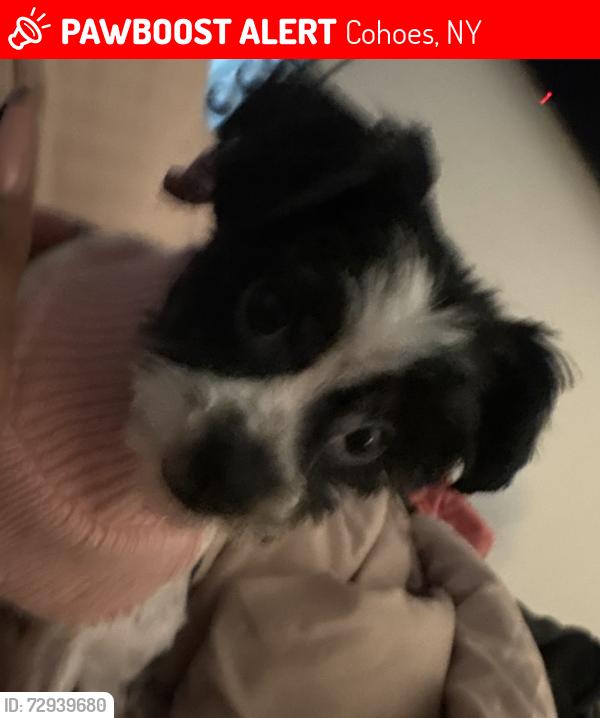 Lost Female Dog last seen Vilet street and baker ave, Cohoes, NY 12047