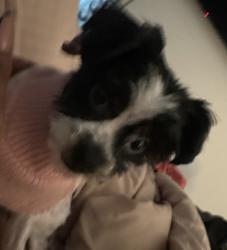 Lost Female Dog last seen Vilet street and baker ave, Cohoes, NY 12047