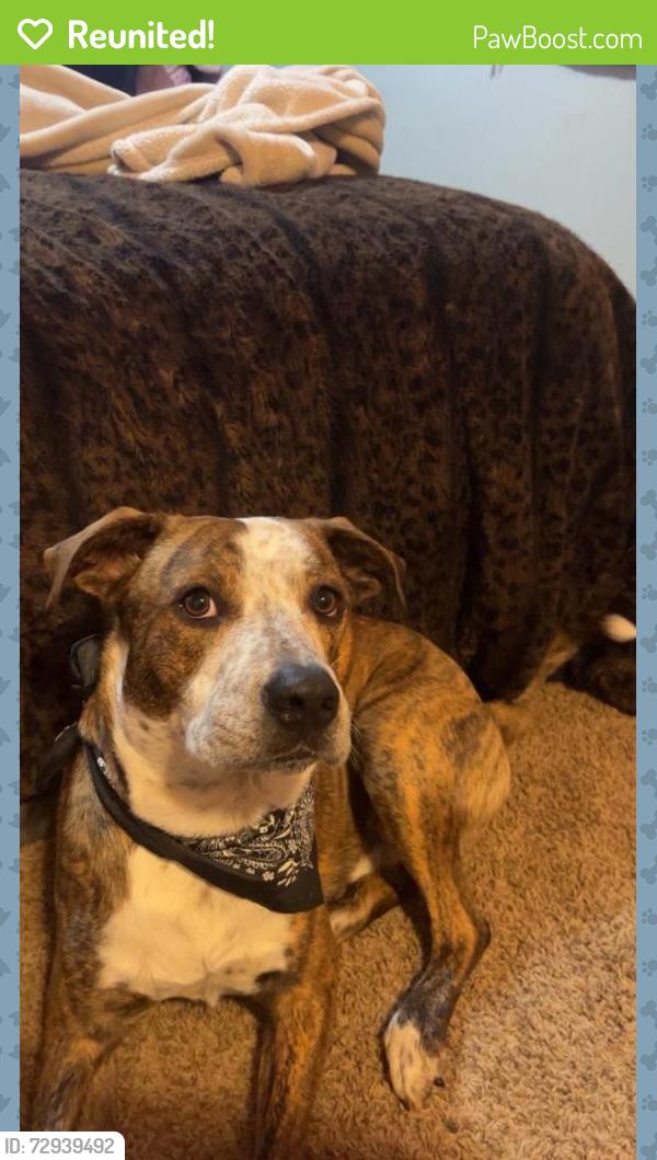 Reunited Male Dog last seen N/A, Springfield, MO 65804