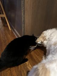 Reunited Male Cat last seen Severn Avenue, Rutherford Dr., Charlotte, NC 28210
