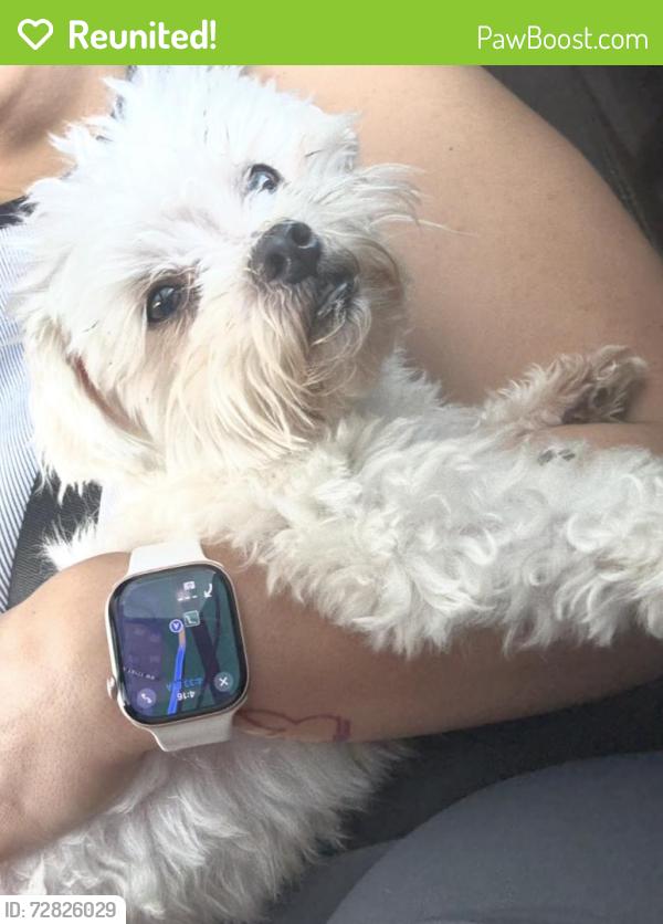 Reunited Male Dog last seen Acapulco drive and Miramar Blvd, Miramar, FL 33023