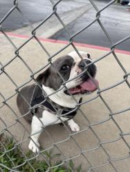 Reunited Female Dog last seen Winton, Merced, CA 95348