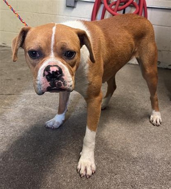 Shelter Stray Female Dog last seen 14TH AVE & LAND PARK DR, Sacramento, CA 95818