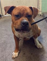 Shelter Stray Male Dog last seen 14TH AVE & LAND PARK DR, Sacramento, CA 95818