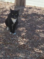 Found/Stray Unknown Cat last seen Commerce street, North Las Vegas, NV 89084