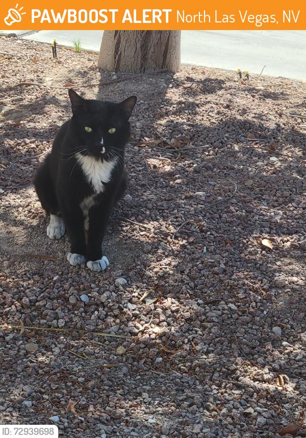 Found/Stray Unknown Cat last seen Commerce street, North Las Vegas, NV 89084