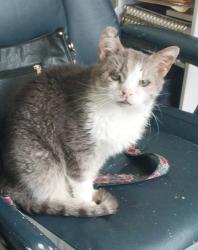 Lost Male Cat last seen Corner of Franklin and Lincoln Avenues., Norwood, OH 45212