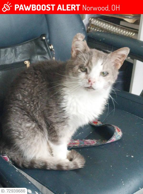 Lost Male Cat last seen Corner of Franklin and Lincoln Avenues., Norwood, OH 45212