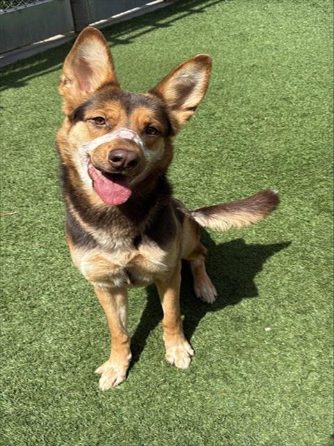 Shelter Stray Female Dog last seen , Lake Los Angeles, CA 93550