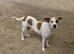 Shelter Stray Female Dog last seen , San Pedro, CA 90731
