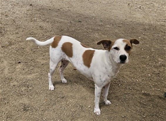 Shelter Stray Female Dog last seen , San Pedro, CA 90731