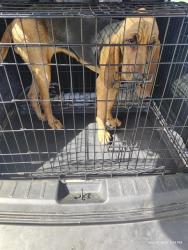 Shelter Stray Female Dog last seen Near BLK E PCH, LB 90803, Long Beach, CA 90815