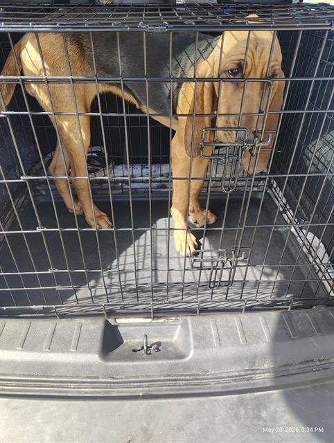 Shelter Stray Female Dog last seen Near BLK E PCH, LB 90803, Long Beach, CA 90815