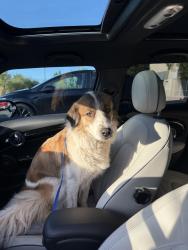 Found/Stray Female Dog last seen Carson Crossing Drive in El Dorado Hills, El Dorado Hills, CA 95762