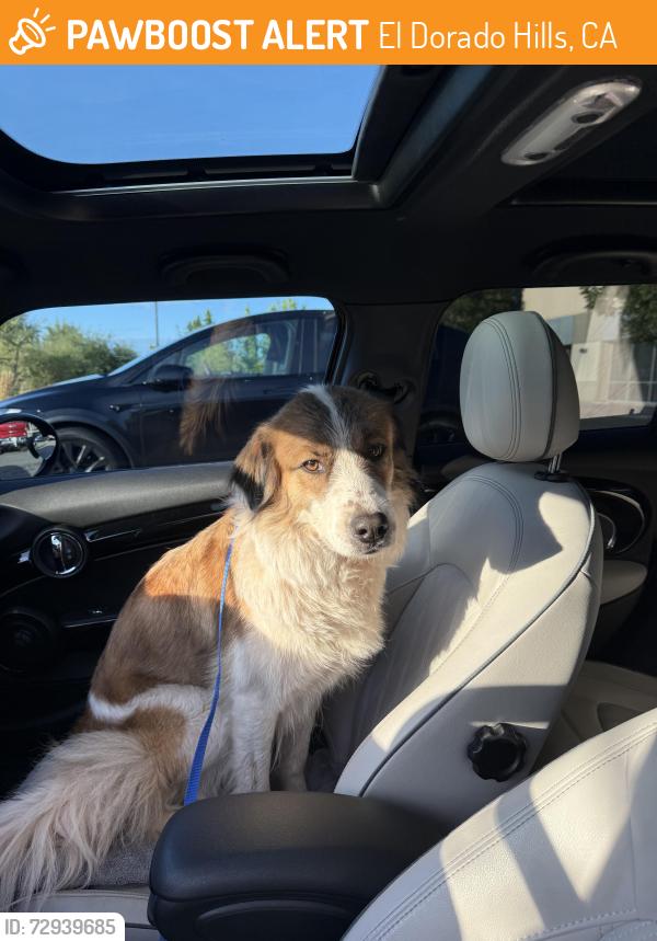 Found/Stray Female Dog last seen Carson Crossing Drive in El Dorado Hills, El Dorado Hills, CA 95762