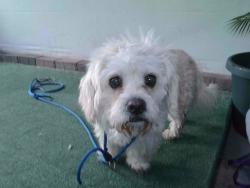 Shelter Stray Male Dog last seen , Irwindale, CA 91706