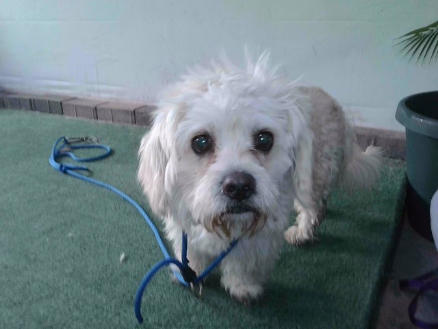 Shelter Stray Male Dog last seen , Irwindale, CA 91706