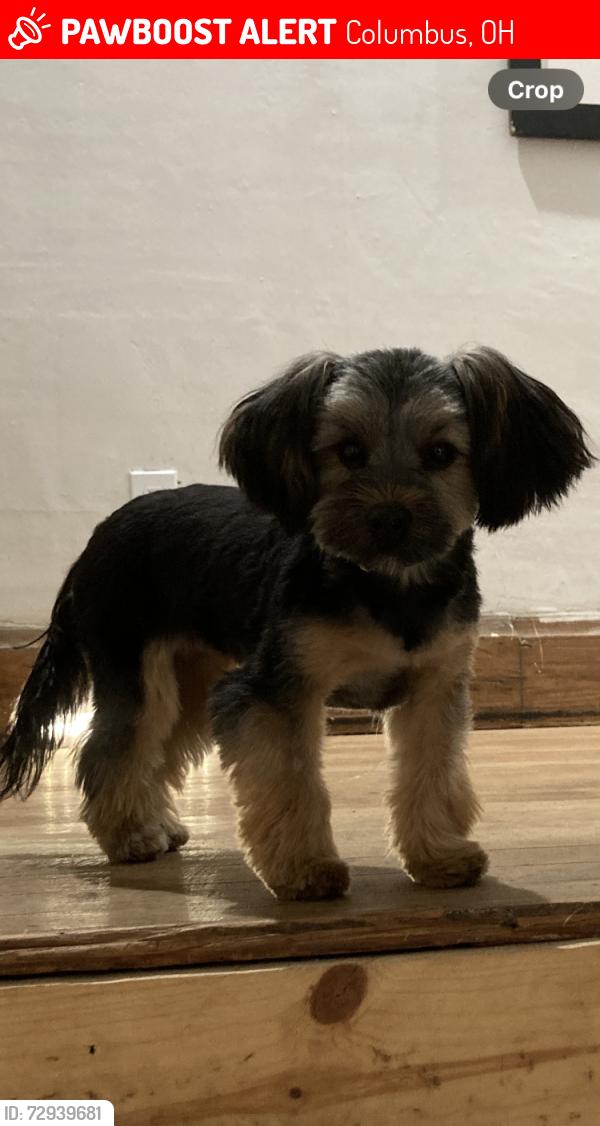 Lost Female Dog last seen next to 678 miller ave, Columbus, OH 43205