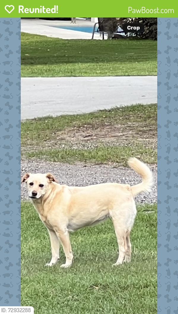 Reunited Female Dog last seen Corner of 441 and 521, Dalzell, SC 29040