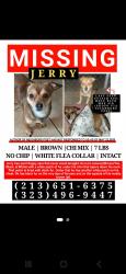 Lost Male Dog last seen Euclid and Holt,  Ontario, Ontario, CA 91761