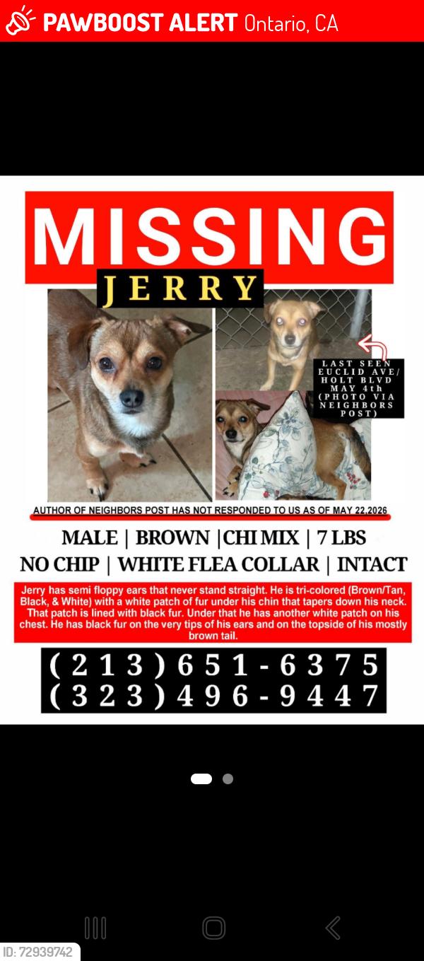 Lost Male Dog last seen Euclid and Holt, Ontario, Ontario, CA 91761