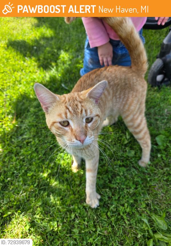 Found/Stray Male Cat last seen Near havenridge , New Haven, MI 48048