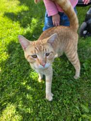 Found/Stray Male Cat last seen Near havenridge , New Haven, MI 48048