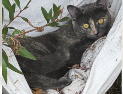 Lost Female Cat last seen Gavitoa Way and Teresita Blvd, San Francisco, CA 94127