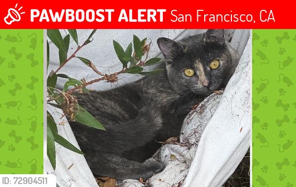 Lost Female Cat last seen Gavitoa Way and Teresita Blvd, San Francisco, CA 94127
