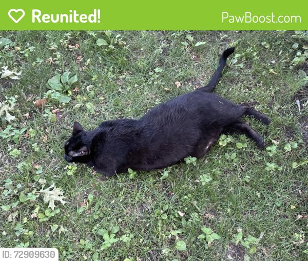 Reunited Male Cat last seen W 26th street & S.  Fremont Av, Minneapolis, MN 55405