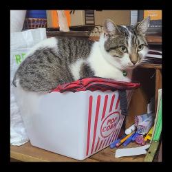 Reunited Male Cat last seen  Near Church Ave and Snyder Ave, Brooklyn, NY 11203
