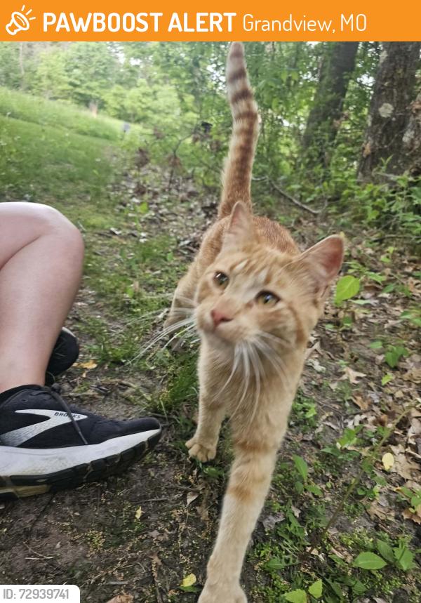 Found/Stray Male Cat last seen North branch mn, Grandview, MO 64030