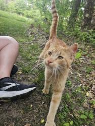 Found/Stray Male Cat last seen North branch mn, Grandview, MO 64030