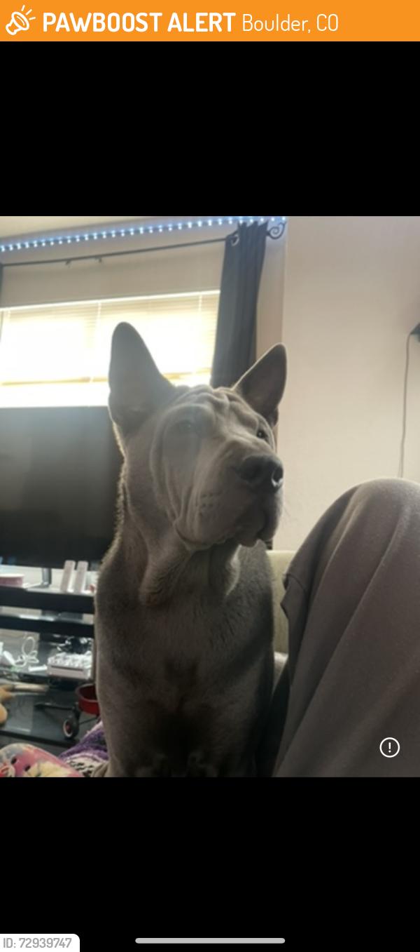 Found/Stray Female Dog last seen Valmont Bike Park , Boulder, CO 80306