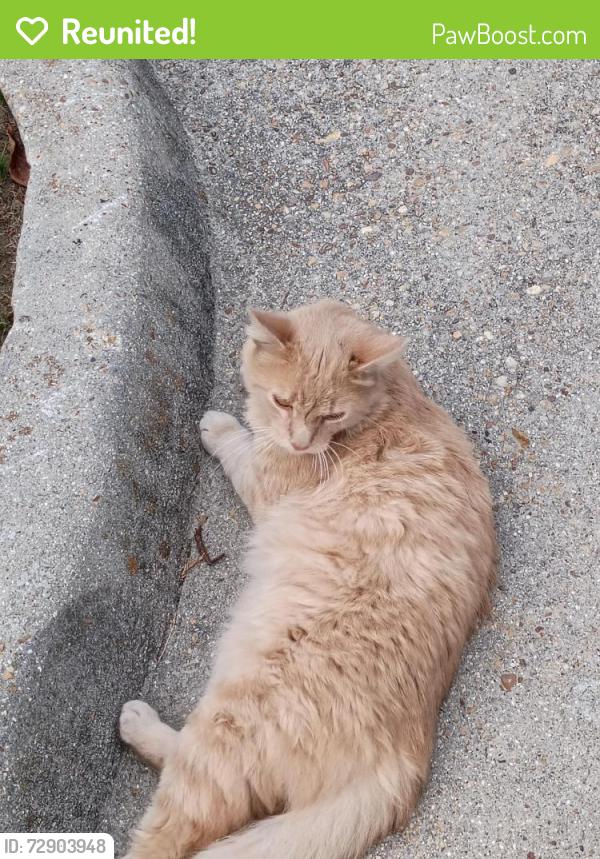 Reunited Male Cat last seen Indianriver rd Virginia Beach , Virginia Beach, VA 23464
