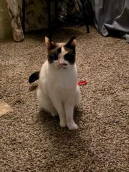 Reunited Female Cat last seen McDonald's , Georgetown, PA 18702