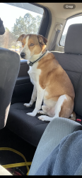 Lost Male Dog last seen Bella bridge road , Harnett County, NC 28368