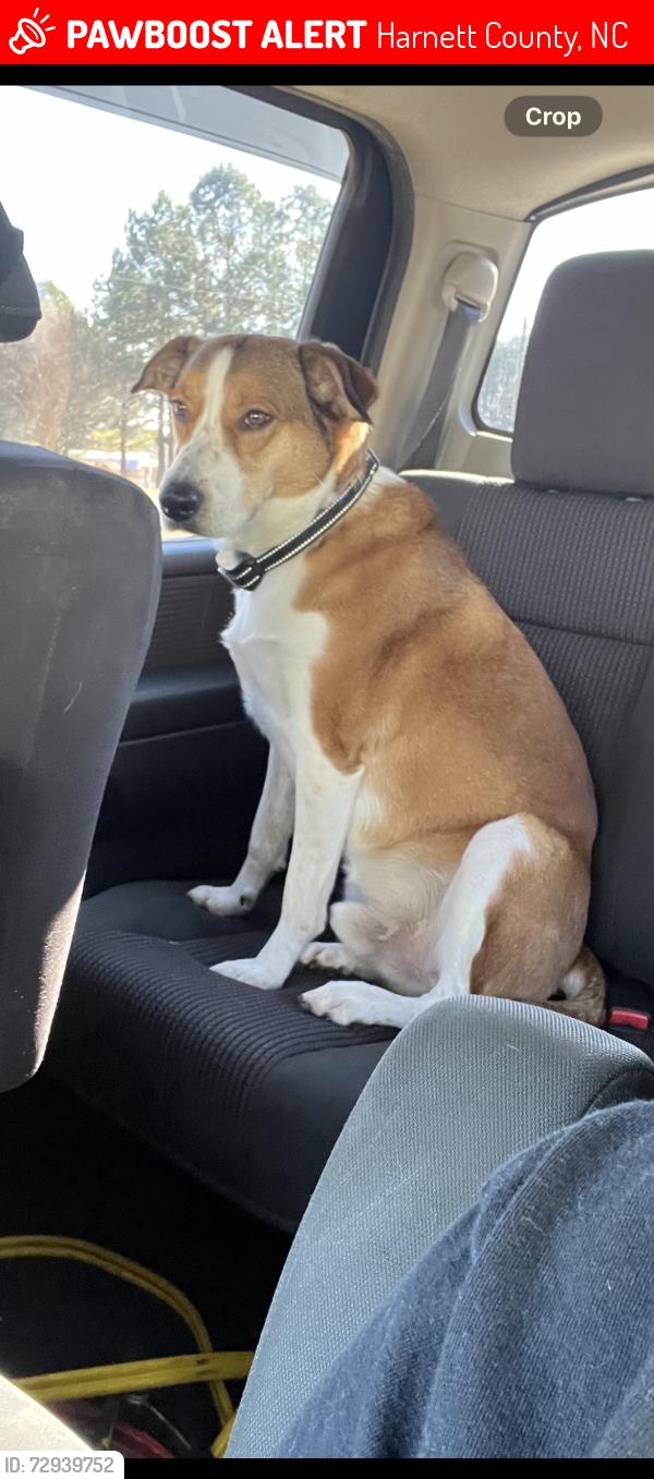 Lost Male Dog last seen Bella bridge road , Harnett County, NC 28368