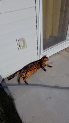 Reunited Female Cat last seen Karcher and Lake st, Caldwell, ID 83605