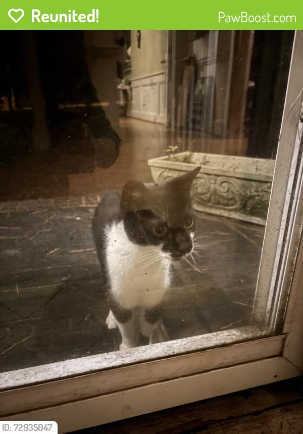 Reunited Unknown Cat last seen Waterman Dr, Raleigh, NC 27614, USA, Raleigh, NC 27614