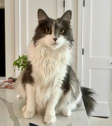 Reunited Male Cat last seen Near Park Ave, Fairfield, CT 06825, USA, Fairfield, CT 06825