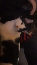 Reunited Male Cat last seen Papa johns, Urbana, IL 61801