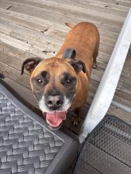 Found/Stray Male Dog last seen by a tanning salon, Lodi, CA 95242